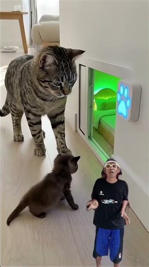 kandang kucing modern‼️ #cute #trendingshorts #shortsvideo #youtubeshorts