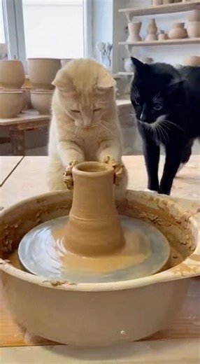 Cats Making Pottery