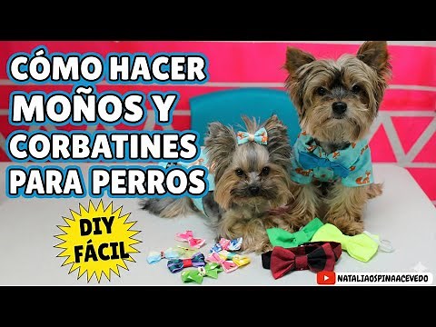 How to Make Bows and Bow Ties for Dogs - DIY - Pets
