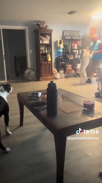 #boxerdogsoftiktok #floridaboxerlife #gothamtheboxer #boxerdad #taliatheboxer