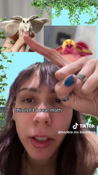 Appreciating Moths: Pink Poodle Moth and Rosy Maple Moth