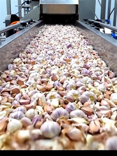 inside a modern garlic processing factory you ve never seen before #FoodFactory #FactoryTour #food #MassProduction #FoodProduction