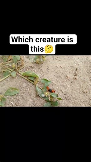 Guess the BUG! Insect Identification Challenge