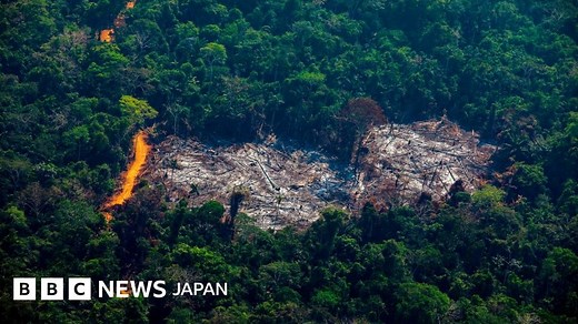 ブラジルの熱帯雨林破壊、「2008年以来最悪」 - BBCニュース