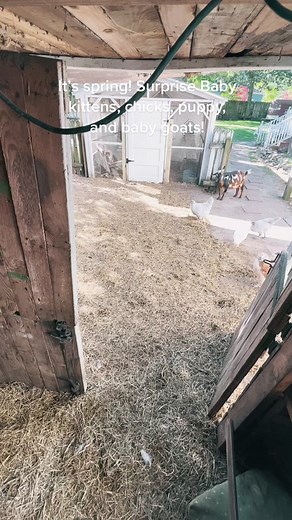 Surprise Baby Animals on the Farm This Spring!