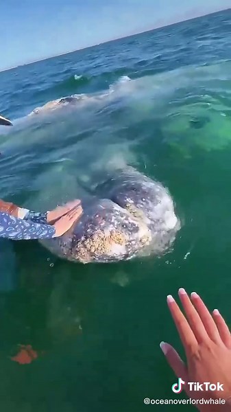 whale on TikTok