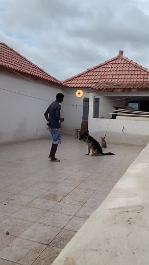 Dressage de chien avec ma femme - Berger Allemand