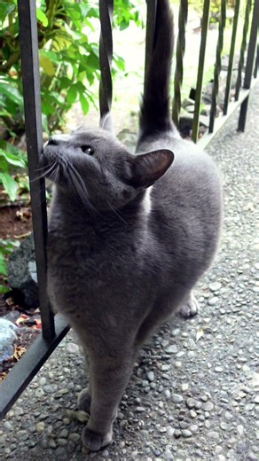 When the neighborhood cat adopts you 😌🐾