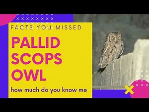 Pallid Scops Owl facts 🦉 small scops owl ranging from Middle East to West and Central Asia