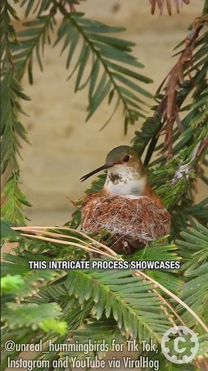 Mother Hummingbird Builds Her Tiny Nest — Nature’s Masterpiece! 🪶