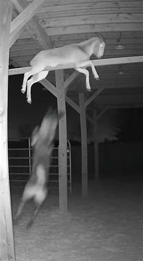 Night Farm Footage Shows Dog Attacking Moving Shape #ScaryShorts #NightVision #CaughtOnCamera #cctv