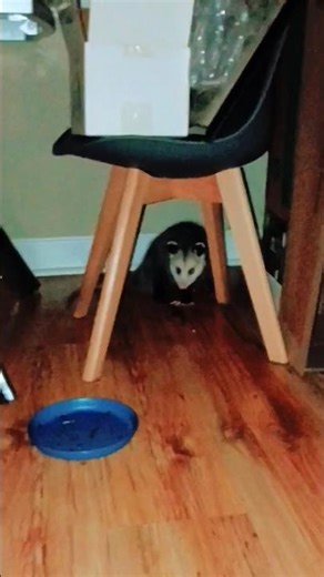 Viewer Discretion:HOW TO PREPARE, PosSum Stew! J/K