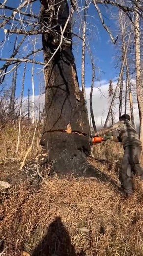 This comes with tree work 🌳🌳 #squirrel #treeservice #trees #woodworking #wood | Janny Tree