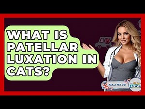 What Is Patellar Luxation In Cats? - Ask A Pet Vet