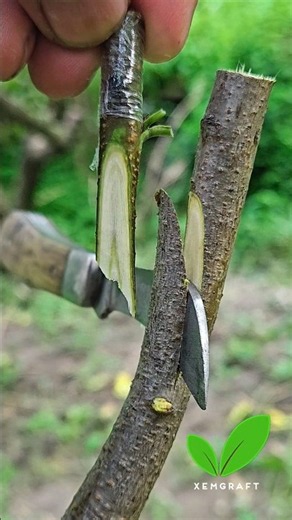 Grafting plants-peach tree grafting-best grafting Techniques #grafting #nature