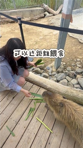 屏東墾丁景點｜墾丁鹿ㄦ島水豚生態園區｜親子旅遊景點