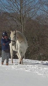 40K views · 773 reactions | I teach most behaviours from the ground...