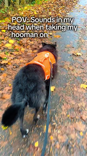 Ignore Rigo, I’m the fuuuucking dog walker not him!! #dogwalker #dogwalkersoftiktok #jokes #unfilteredbanter