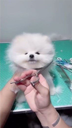 Teacup dog, Pomeranian, Shunsuke