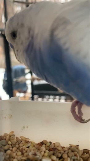 hes so fluffed up 😭 dont worry, the cold soon passed by and he was normal again 😅