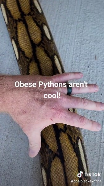 Stop making obese Retics cool! #obesereticssuck #stopfingeringeggs