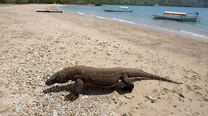 Komodo-Warane in Indonesien - Attacken auf Menschen nehmen zu