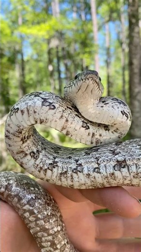 Stunning gray rat snake! 🐍 #snake #herping #wildlife #reptiles