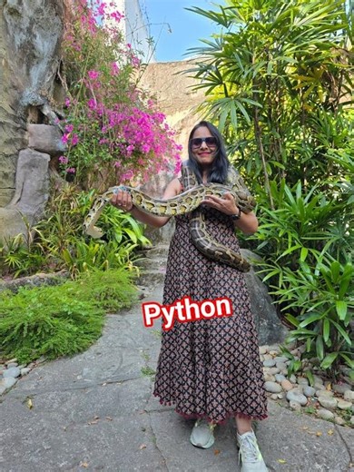 Python holding experience#Langkawi Island Malaysia#Ms Mishra Malaysia