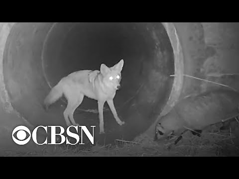 Video shows coyote and badger on a mission together