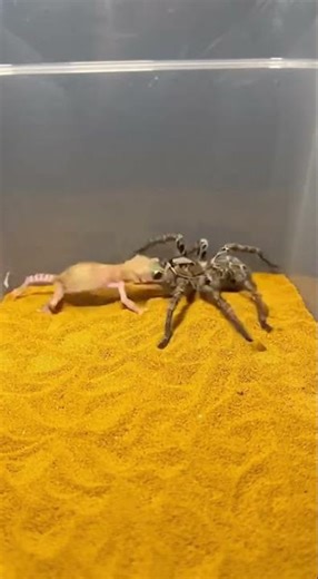 Deadly Spider Attacks Lizard – Who Wins? 😱 #WildlifeBattle #NatureClash #Trending #predatorshowdown