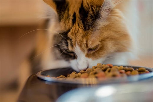 Voici Le Meilleur Régime Alimentaire Pour Les Chats