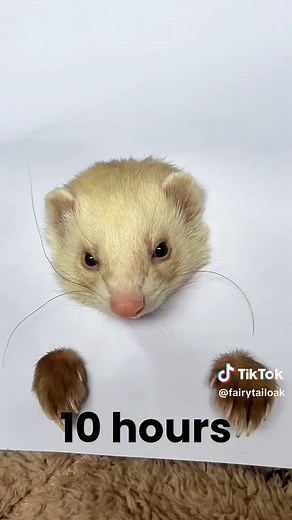 My First Ferret Drawing: A Step-by-Step Tutorial