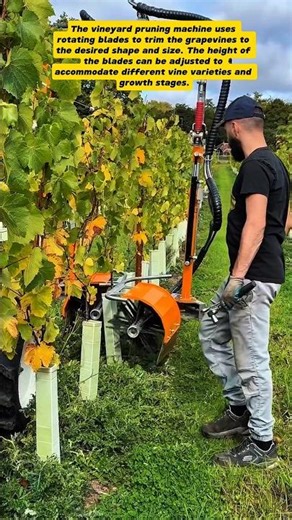 Vineyard Pruning Machine: Precision Trimming in Action