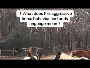 ❗️What does this aggressive horse behavior and body language mean❓#learnabouthorses #horsevideo
