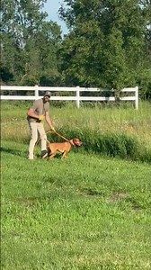 VIZSLA PUPPIES - HALL OF FAME PEDIGREE