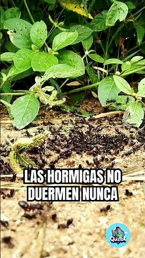 Datos curiosos que no sabías