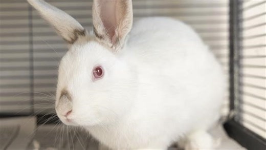 Phoenix Zoo names new bunnies as animal ambassadors