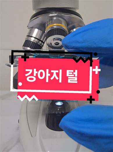 현미경으로 관찰한 강아지 털. #science #microscope #korea #dog #hair