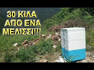30 κιλά μέλι από ένα μελίσσι: Μέθοδος παραγωγής μελιού