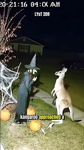 Funny moment when a kangaroo kicks the witch mannequin, sending her flying head over heels. #animals