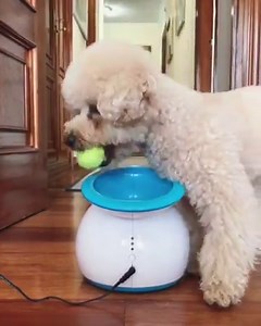 Launch some fun with iFetch automatic ball launchers! The perfect stay-at-home toy for you and your favorite pup. | iFetch