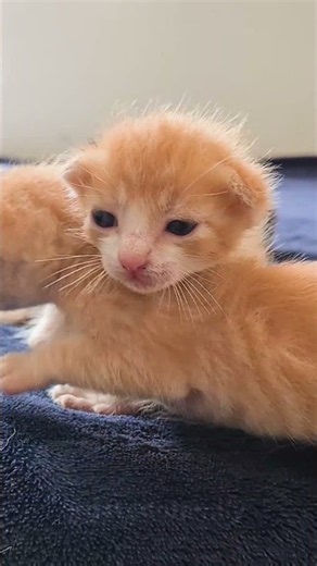 Baby Cat Family: Cute Newborn Kittens at 14 Days Old 🥺