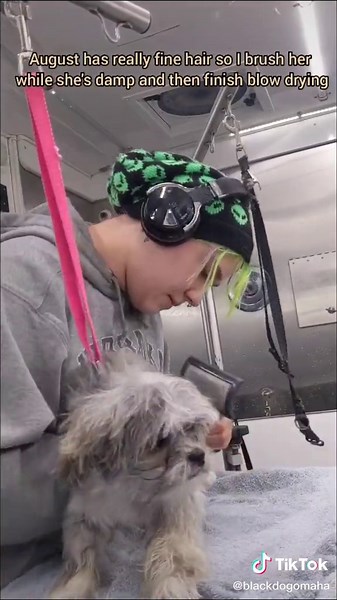 Adorable Baby Auggie - Shih Tzu Mix Dog Grooming Video