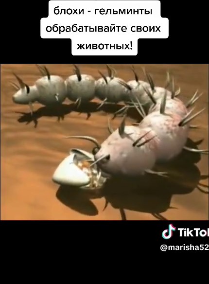 Exploring the Mysterious Caterpillar-Like Creature