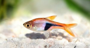 The Harlequin Rasbora is a Schooling Fish, Happy with 8 or More
