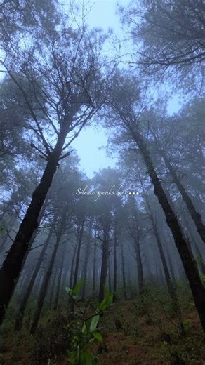 Where Even Silence Speaks… | Misty Forest Vibes 🌲#nature #peacefulmorning #forest #shorts