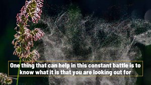 Everyday Plants That Cause Hay Fever