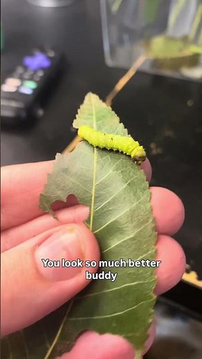 Helping a luna moth caterpillar that’s stuck in their shed