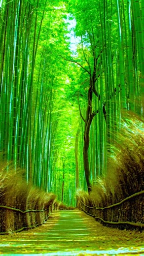 京都嵐山の絶景スポット紹介