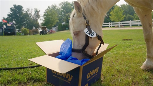 All eyes on Peach 😍🍑 Meet Peach and Maverick, the recipients of the Chewy Equine Cheer Box at the FEI North American Youth Championship. Chewy | #USEquestrian | US Equestrian